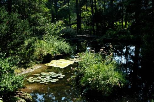 Pond in High Park